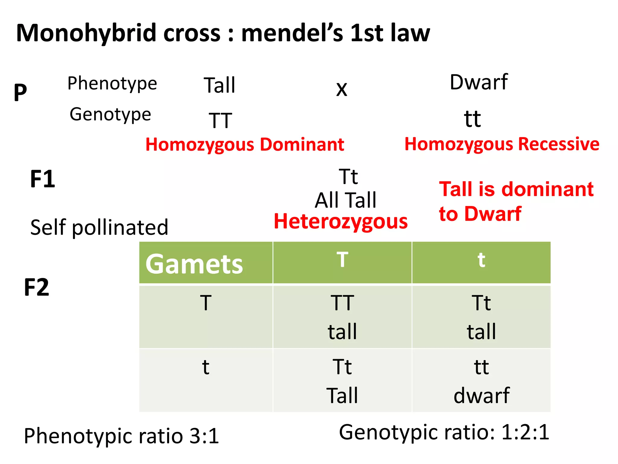 Monohybrid cross : mendel’s 1st law
Phenotype
Tall
x
Genotype
TT
Homozygous Dominant

P

tt
Homozygous Recessive

Tt
All Tall
Heterozygous

F1
Self pollinated

F2

Dwarf

Gamets
T

t
Phenotypic ratio 3:1

Tall is dominant
to Dwarf

T

t

TT
tall
Tt
Tall

Tt
tall
tt
dwarf

Genotypic ratio: 1:2:1

 