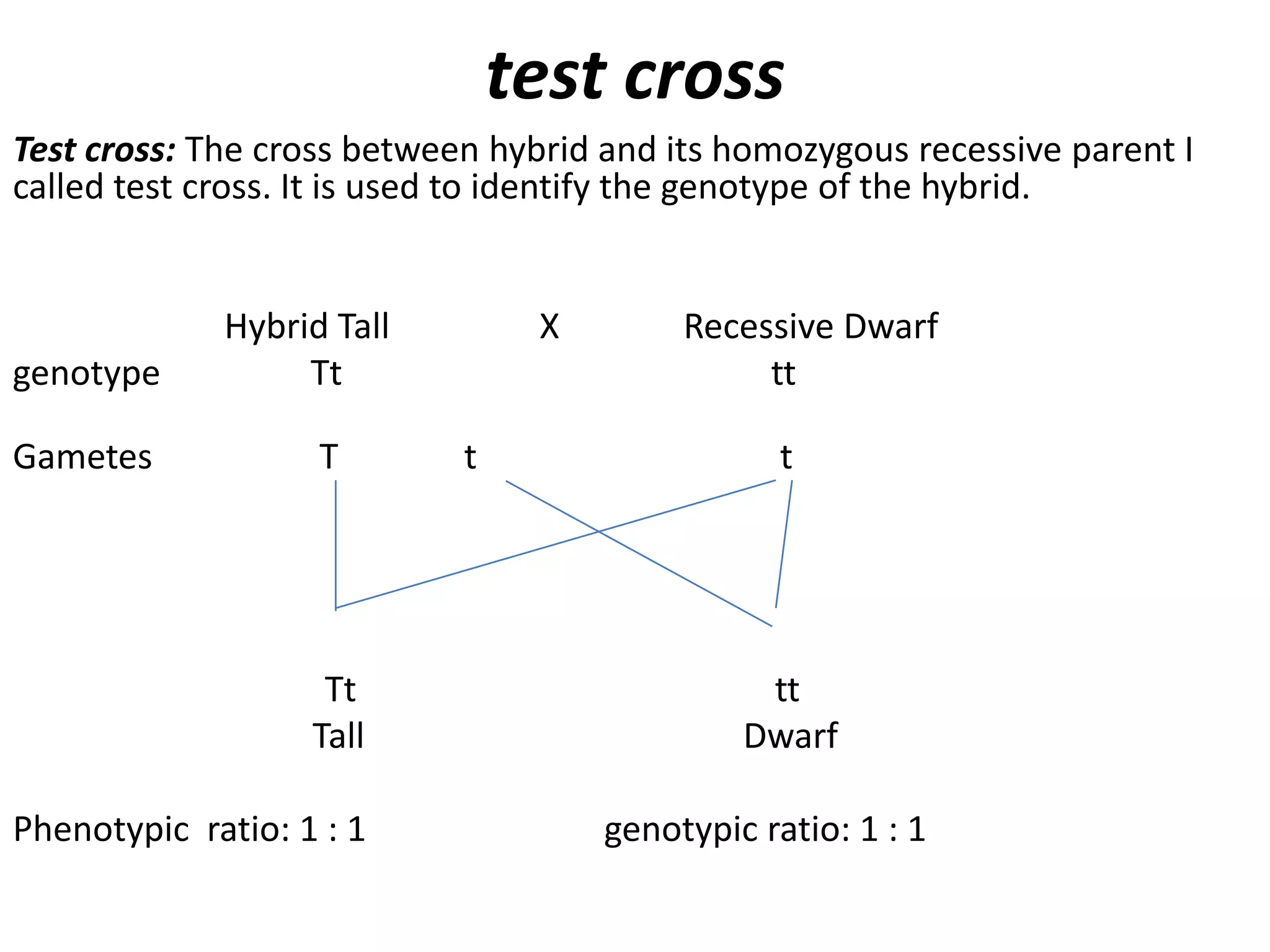 test cross
Test cross: The cross between hybrid and its homozygous recessive parent I
called test cross. It is used to identify the genotype of the hybrid.

genotype
Gametes

Hybrid Tall
Tt
T

Tt
Tall
Phenotypic ratio: 1 : 1

X
t

Recessive Dwarf
tt
t

tt
Dwarf
genotypic ratio: 1 : 1

 