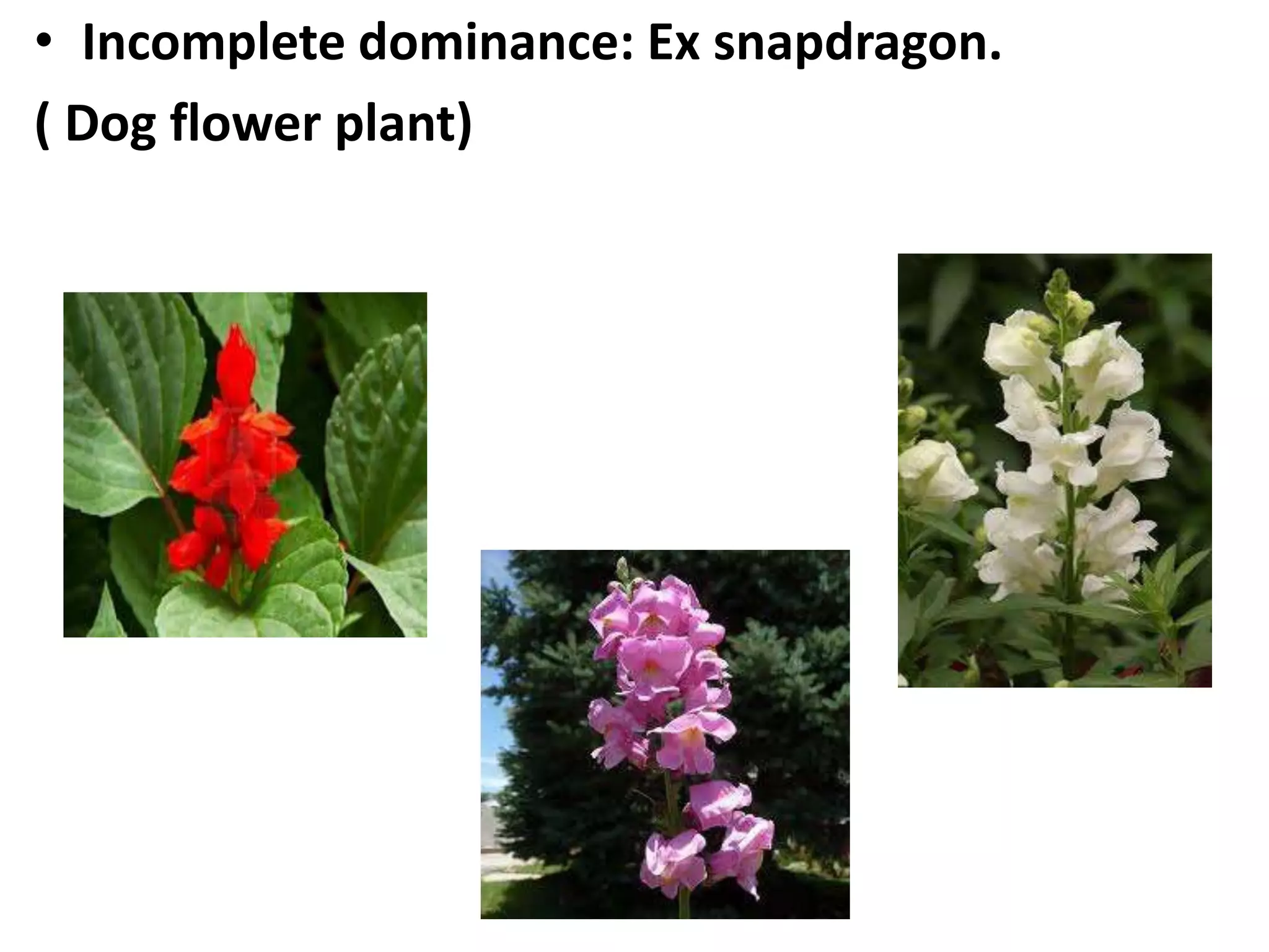 • Incomplete dominance: Ex snapdragon.
( Dog flower plant)

 