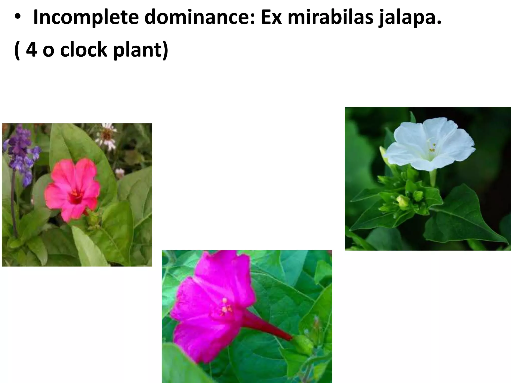 • Incomplete dominance: Ex mirabilas jalapa.
( 4 o clock plant)

 