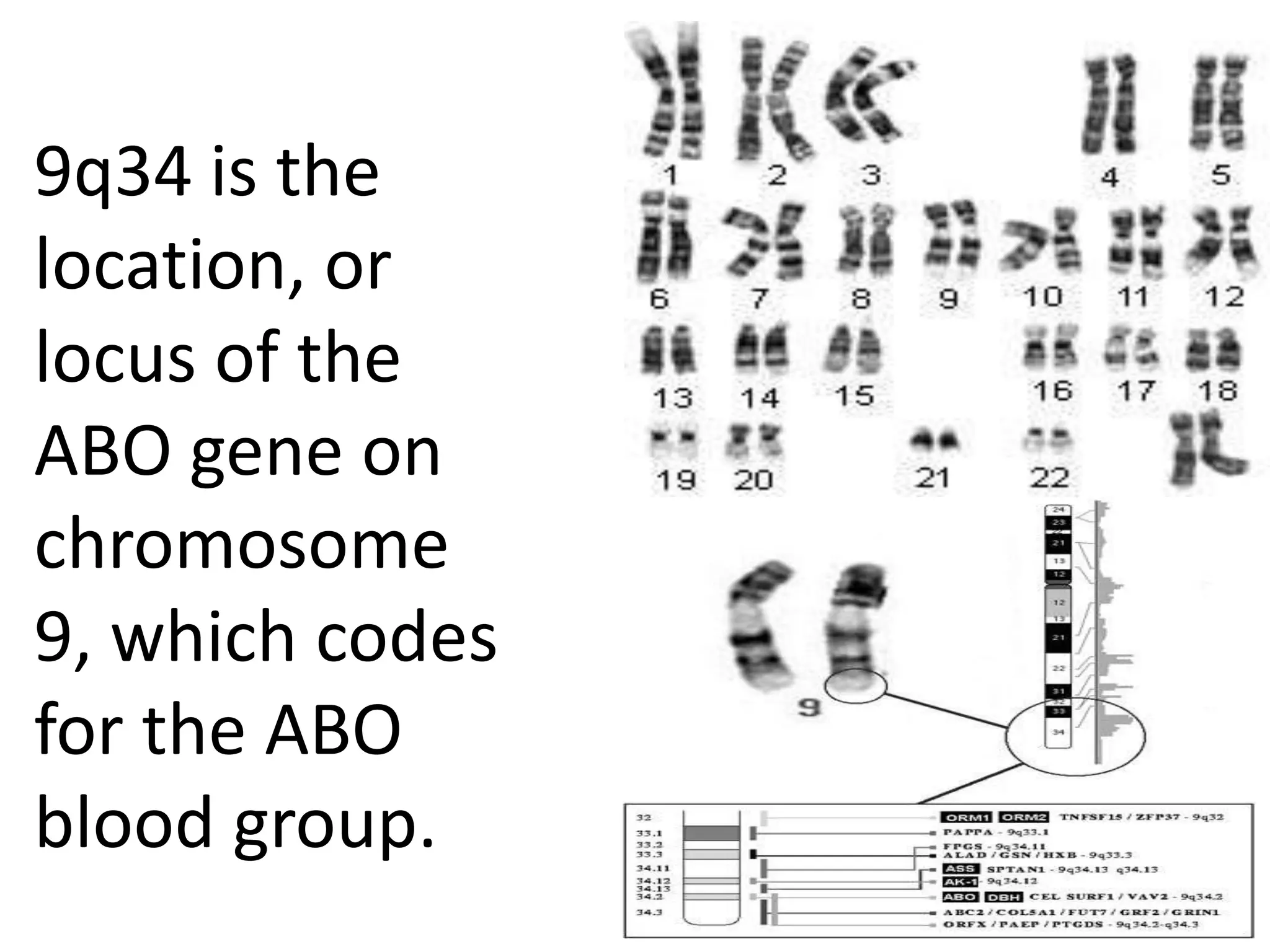 9q34 is the
location, or
locus of the
ABO gene on
chromosome
9, which codes
for the ABO
blood group.

 