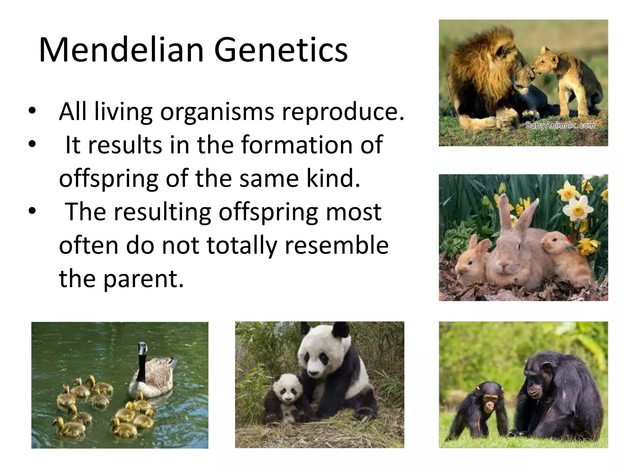 Mendelian Genetics
• All living organisms reproduce.
• It results in the formation of
offspring of the same kind.
• The resulting offspring most
often do not totally resemble
the parent.

 
