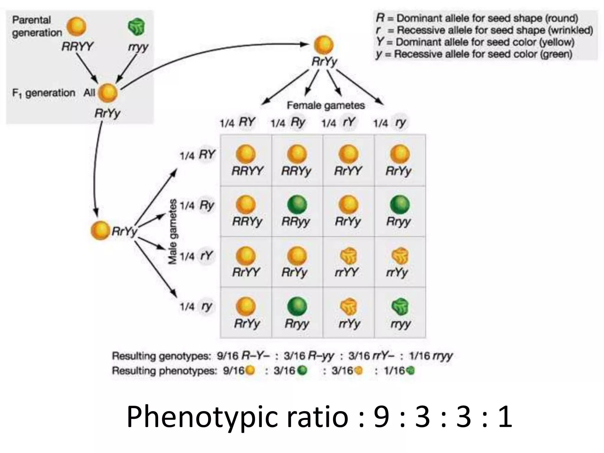 Phenotypic ratio : 9 : 3 : 3 : 1

 