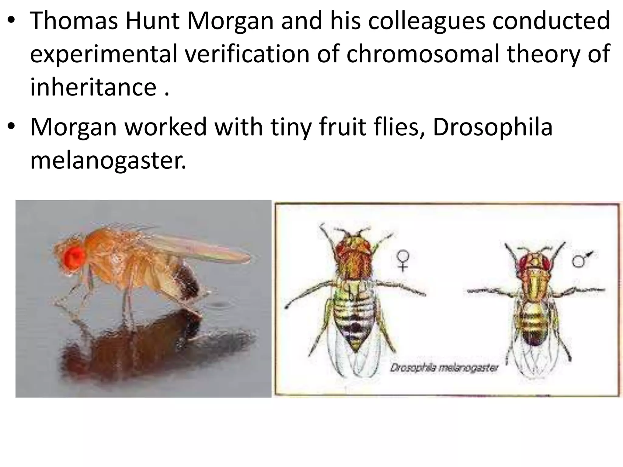 • Thomas Hunt Morgan and his colleagues conducted
experimental verification of chromosomal theory of
inheritance .
• Morgan worked with tiny fruit flies, Drosophila
melanogaster.

 