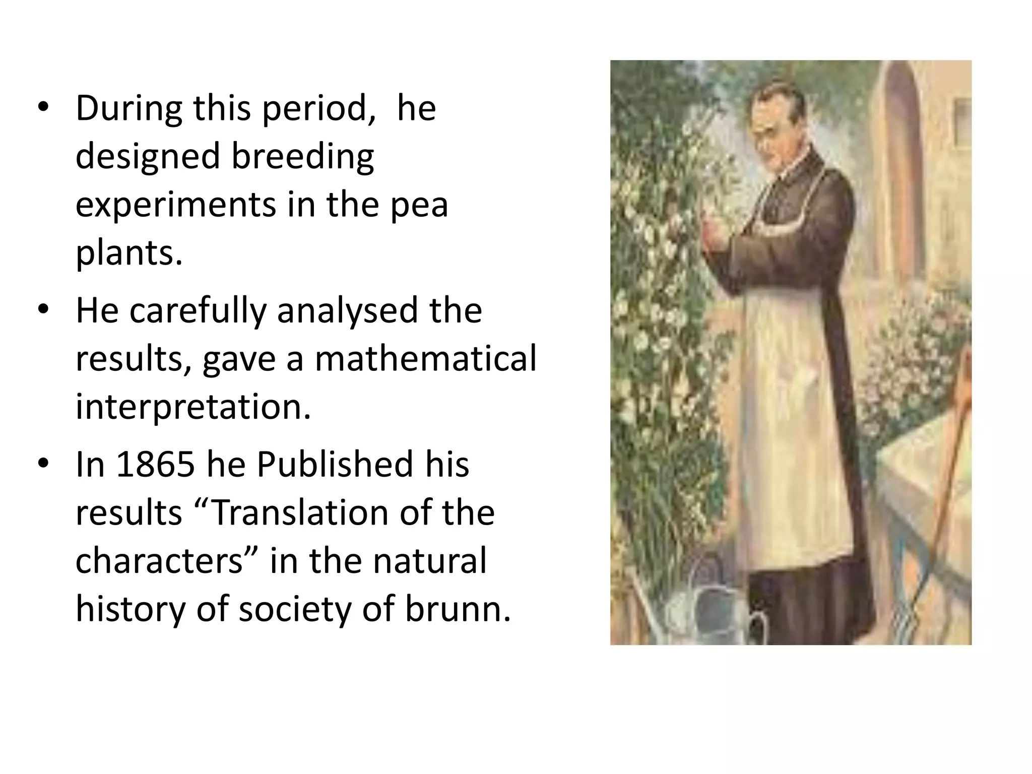 • During this period, he
designed breeding
experiments in the pea
plants.
• He carefully analysed the
results, gave a mathematical
interpretation.
• In 1865 he Published his
results “Translation of the
characters” in the natural
history of society of brunn.

 