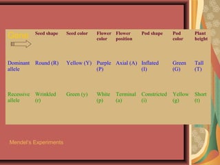 Gene Seed shape Seed color Flower
color
Flower
position
Pod shape Pod
color
Plant
height
Dominant
allele
Round (R) Yellow (Y) Purple
(P)
Axial (A) Inflated
(I)
Green
(G)
Tall
(T)
Recessive
allele
Wrinkled
(r)
Green (y) White
(p)
Terminal
(a)
Constricted
(i)
Yellow
(g)
Short
(t)
Mendel‘s Experiments
 