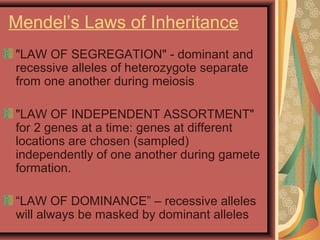 Mendel’s Laws of Inheritance
"LAW OF SEGREGATION" - dominant and
recessive alleles of heterozygote separate
from one another during meiosis
"LAW OF INDEPENDENT ASSORTMENT"
for 2 genes at a time: genes at different
locations are chosen (sampled)
independently of one another during gamete
formation.
“LAW OF DOMINANCE” – recessive alleles
will always be masked by dominant alleles
 