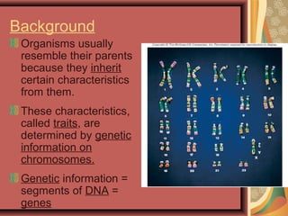 Background
Organisms usually
resemble their parents
because they inherit
certain characteristics
from them.
These characteristics,
called traits, are
determined by genetic
information on
chromosomes.
Genetic information =
segments of DNA =
genes
 