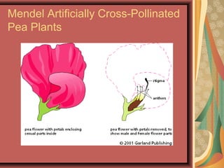 Mendel Artificially Cross-Pollinated
Pea Plants
 