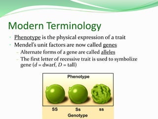 Modern Terminology
• Phenotype is the physical expression of a trait
• Mendel’s unit factors are now called genes
– Alternate forms of a gene are called alleles
– The first letter of recessive trait is used to symbolize
gene (d = dwarf, D = tall)
 