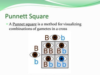 Punnett Square
 A Punnet square is a method for visualizing
combinations of gametes in a cross
 