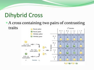 Dihybrid Cross
 A cross containing two pairs of contrasting
traits
 