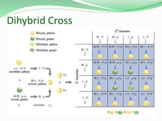 Dihybrid Cross
 