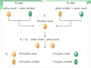 Dihybrid Cross
 