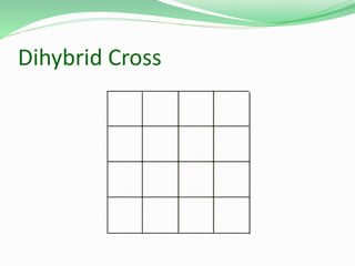 Dihybrid Cross
 