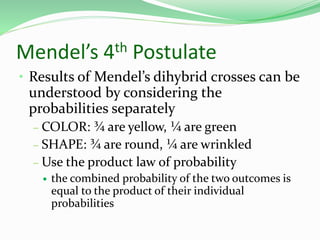Mendel’s 4th Postulate
• Results of Mendel’s dihybrid crosses can be
understood by considering the
probabilities separately
– COLOR: ¾ are yellow, ¼ are green
– SHAPE: ¾ are round, ¼ are wrinkled
– Use the product law of probability
 the combined probability of the two outcomes is
equal to the product of their individual
probabilities
 