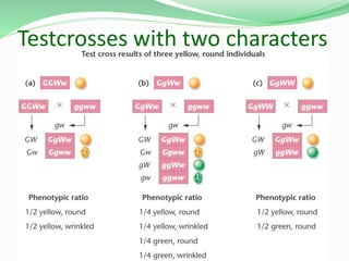 Testcrosses with two characters
 
