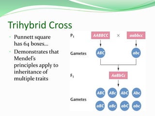 Trihybrid Cross
• Punnett square
has 64 boxes…
• Demonstrates that
Mendel’s
principles apply to
inheritance of
multiple traits
 