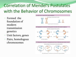 Correlation of Mendel’s Postulates
with the Behavior of Chromosomes
• Formed the
foundation of
modern
transmission
genetics
• Unit factors, genes
• Pairs, homologous
chromosomes
 