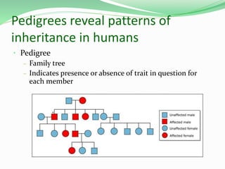 Pedigrees reveal patterns of
inheritance in humans
• Pedigree
– Family tree
– Indicates presence or absence of trait in question for
each member
 