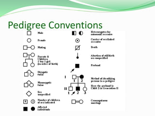 Pedigree Conventions
 
