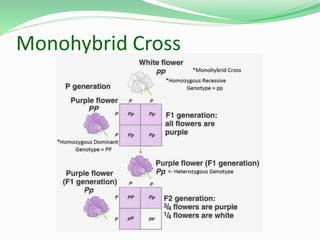 Monohybrid Cross
 