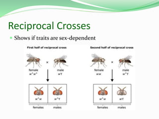 Reciprocal Crosses
 Shows if traits are sex-dependent
 