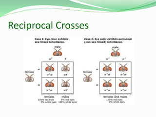 Reciprocal Crosses
 