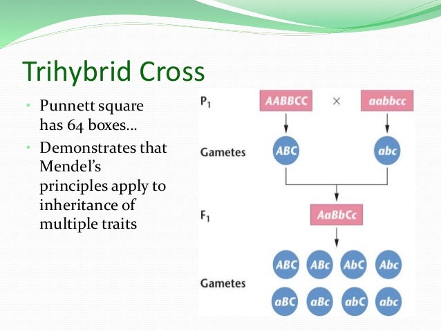 trihybrid cross