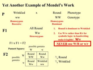 Wrinkled
P Roundx
F1
All Round
Phenotype
Yet Another Example of Mendel’s Work
F1 x F1 = F2
F2 3
/4 Round
1
/4 Wrinkled
1. Round is dominant to Wrinkled
2. Use W/w rather than R/r for
symbolic logic: in handwriting
make it legible! Ww
ww WW
Ww
Genotype
Homozygous
Recessive
Homozygous
Dominant
Heterozygous
Wrinkled
ww
Round
Ww
w
Round
Ww
Round
WW
W
wWPunnett Square:
possible
gametes
possible gametes
NEVER use W/R or w/r
 