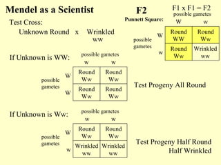 Unknown Round Wrinkledx
Mendel as a Scientist
ww
Round
Ww
Round
Ww
W
Round
Ww
Round
Ww
W
ww
possible
gametes
possible gametes
F1 x F1 = F2F2
Wrinkled
ww
Round
Ww
w
Round
Ww
Round
WW
W
wWPunnett Square:
possible
gametes
possible gametes
Test Cross:
If Unknown is WW:
Wrinkled
ww
Wrinkled
ww
w
Round
Ww
Round
Ww
W
ww
possible
gametes
possible gametes
If Unknown is Ww:
Test Progeny All Round
Test Progeny Half Round
Half Wrinkled
 