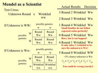 Unknown Round Wrinkledx
Mendel as a Scientist
ww
Round
Ww
Round
Ww
W
Round
Ww
Round
Ww
W
ww
possible
gametes
possible gametes
Test Cross:
If Unknown is WW:
Wrinkled
ww
Wrinkled
ww
w
Round
Ww
Round
Ww
W
ww
possible
gametes
possible gametes
If Unknown is Ww:
Actual Results Decision
3 Round 2 Wrinkled Ww
2 Round 3 Wrinkled Ww
1 Round 4 Wrinkled Ww
0 Round 5 Wrinkled Ww
4 Round 1 Wrinkled Ww
5 Round 0 Wrinkled WW
<5% chance unknown is Ww
1
/2 • 1
/2 • 1
/2 • 1
/2 • 1
/2 = 1
/32
It only takes 1 wrinkled to be
sure the unknown is Ww!
Small families do not follow
expected ratios perfectly!
You could be wrong (rarely)!
Rare, but it can happen!
 