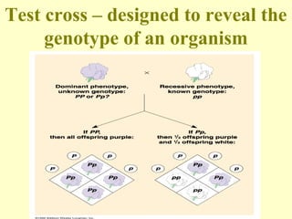 Test cross – designed to reveal the
genotype of an organism
 