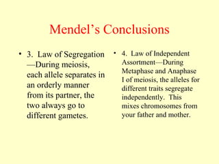 Mendel’s Conclusions
• 3. Law of Segregation
—During meiosis,
each allele separates in
an orderly manner
from its partner, the
two always go to
different gametes.
• 4. Law of Independent
Assortment—During
Metaphase and Anaphase
I of meiosis, the alleles for
different traits segregate
independently. This
mixes chromosomes from
your father and mother.
 
