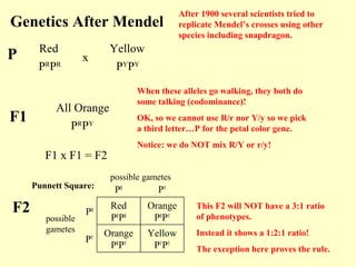 Genetics After Mendel
Red
x
Yellow
All Orange
When these alleles go walking, they both do
some talking (codominance)!
OK, so we cannot use R/r nor Y/y so we pick
a third letter…P for the petal color gene.
Notice: we do NOT mix R/Y or r/y!
PR
PR
PY
PY
PR
PY
F1 x F1 = F2
F2
Yellow
PY
PY
Orange
PR
PYPY
Orange
PR
PY
Red
PR
PR
PR
PY
PRPunnett Square:
possible
gametes
possible gametes
P
F1
This F2 will NOT have a 3:1 ratio
of phenotypes.
Instead it shows a 1:2:1 ratio!
The exception here proves the rule.
After 1900 several scientists tried to
replicate Mendel’s crosses using other
species including snapdragon.
 