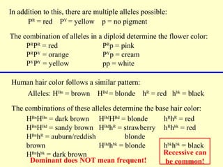 In addition to this, there are multiple alleles possible:
PR
= red PY
= yellow p = no pigment
The combination of alleles in a diploid determine the flower color:
PR
PR
= red
PR
PY
= orange
PY
PY
= yellow
PR
p = pink
PY
p = cream
pp = white
Human hair color follows a similar pattern:
Alleles: HBn
= brown HBd
= blonde hR
= red hbk
= black
The combinations of these alleles determine the base hair color:
HBn
HBn
= dark brown
HBn
HBd
= sandy brown
HBn
hR
= auburn/reddish
brown
HBn
hbk
= dark brown
HBd
HBd
= blonde
HBd
hR
= strawberry
blonde
HBd
hbk
= blonde
hR
hR
= red
hR
hbk
= red
hbk
hbk
= black
Dominant does NOT mean frequent!
Recessive can
be common!
 