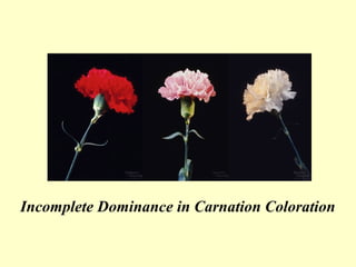 Incomplete Dominance in Carnation Coloration
 