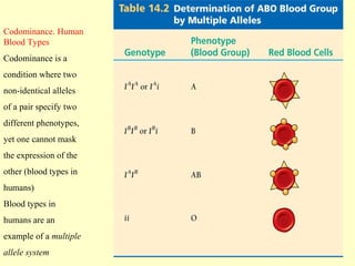 Codominance. Human
Blood Types
Codominance is a
condition where two
non-identical alleles
of a pair specify two
different phenotypes,
yet one cannot mask
the expression of the
other (blood types in
humans)
Blood types in
humans are an
example of a multiple
allele system
 
