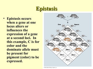 EpistasisEpistasis
• Epistasis occurs
when a gene at one
locus alters or
influences the
expression of a gene
at a second loci. In
this example, C is for
color and the
dominate allele must
be present for
pigment (color) to be
expressed.
 