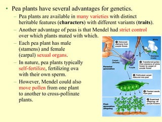 • Pea plants have several advantages for genetics.
– Pea plants are available in many varieties with distinct
heritable features (characters) with different variants (traits).
– Another advantage of peas is that Mendel had strict control
over which plants mated with which.
– Each pea plant has male
(stamens) and female
(carpal) sexual organs.
– In nature, pea plants typically
self-fertilize, fertilizing ova
with their own sperm.
– However, Mendel could also
move pollen from one plant
to another to cross-pollinate
plants.
 