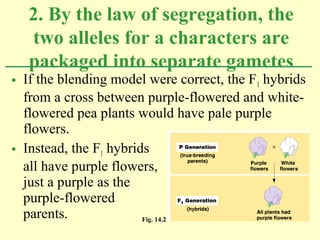 • If the blending model were correct, the F1 hybrids
from a cross between purple-flowered and white-
flowered pea plants would have pale purple
flowers.
• Instead, the F1 hybrids
all have purple flowers,
just a purple as the
purple-flowered
parents.
2. By the law of segregation, the
two alleles for a characters are
packaged into separate gametes
Fig. 14.2
 