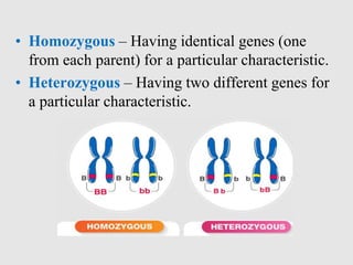 • Homozygous – Having identical genes (one
from each parent) for a particular characteristic.
• Heterozygous – Having two different genes for
a particular characteristic.
 