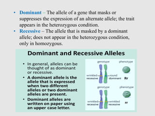 • Dominant – The allele of a gene that masks or
suppresses the expression of an alternate allele; the trait
appears in the heterozygous condition.
• Recessive – The allele that is masked by a dominant
allele; does not appear in the heterozygous condition,
only in homozygous.
 