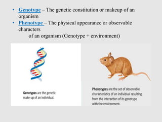 • Genotype – The genetic constitution or makeup of an
organism
• Phenotype – The physical appearance or observable
characters
of an organism (Genotype + environment)
 