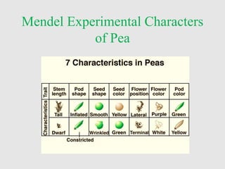 Mendel Experimental Characters
of Pea
 