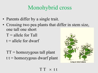 Monohybrid cross
• Parents differ by a single trait.
• Crossing two pea plants that differ in stem size,
one tall one short
T = allele for Tall
t = allele for dwarf
TT = homozygous tall plant
t t = homozygous dwarf plant
T T  t t
 