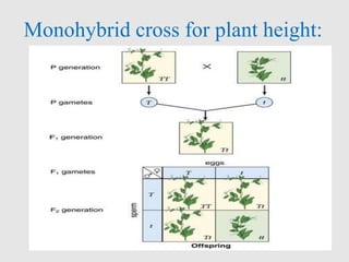 Monohybrid cross for plant height:
T t
(all tall plants)
 