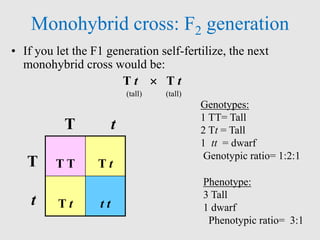 Monohybrid cross: F2 generation
• If you let the F1 generation self-fertilize, the next
monohybrid cross would be:
T t  T t
(tall) (tall)
T T T t
T t t t
T t
T
t
Genotypes:
1 TT= Tall
2 Tt = Tall
1 tt = dwarf
Genotypic ratio= 1:2:1
Phenotype:
3 Tall
1 dwarf
Phenotypic ratio= 3:1
 
