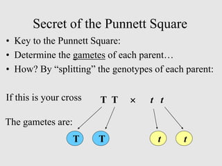 Secret of the Punnett Square
• Key to the Punnett Square:
• Determine the gametes of each parent…
• How? By “splitting” the genotypes of each parent:
If this is your cross T T  t t
T T t t
The gametes are:
 