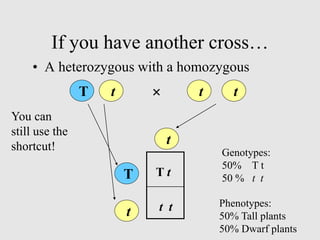 If you have another cross…
• A heterozygous with a homozygous
T t t t

T
t
t
T t
t t
Genotypes:
50% T t
50 % t t
Phenotypes:
50% Tall plants
50% Dwarf plants
You can
still use the
shortcut!
 